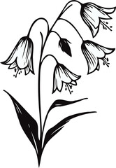 PNG, Hand drawn Morning Glory sketch, bluebell buds flower, leaf, set of bell flowers vector, illustration outline drawing, botanical black and white line art, lineart leaves and stems in engraving