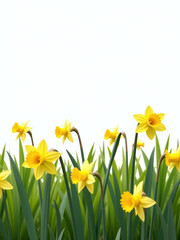 A Solitary Field Of Daffodils Stands Isolated Against A White Background, Forming A Cheerful Easter Landscape Scene With A Serene Atmosphere.