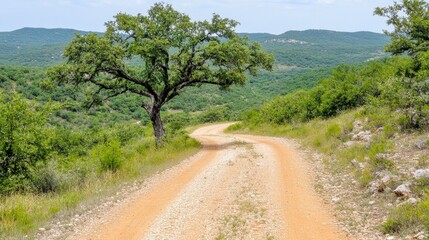 A winding dirt road through a hilly landscape. A solitary tree stands near the road, with lush green vegetation surrounding it. The sky is mostly