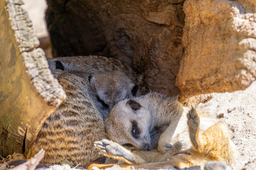 meerkats, wild animals lying hidden in their natural conditions. meerkats resting on the hot sand....