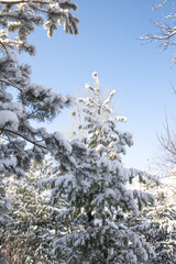A winter wonderland unfolds with snow-laden trees illuminated by sunlight, creating a serene backdrop. The air is crisp and cold, evoking the beauty of the holiday season.