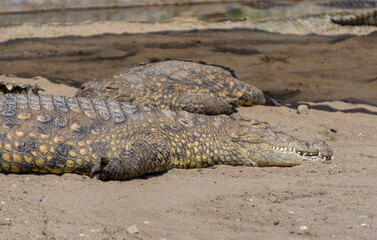 Nile crocodile, one of the most dangerous animals in the world, found in Africa. a powerful...