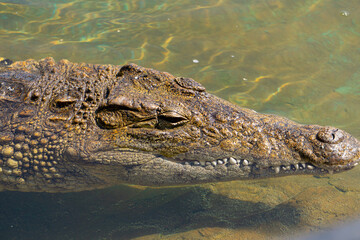 Nile crocodile, one of the most dangerous animals in the world, found in Africa. powerful aggressive reptile while resting in water, wild animal