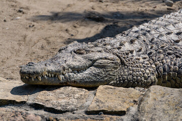 Nile crocodile, one of the most dangerous animals in the world, found in Africa. a powerful...