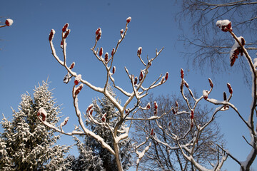 A magical winter landscape unfolds as trees adorned with snow catch the shimmering sunlight, creating a postcard-perfect view typical of December and January's frosty charm.
