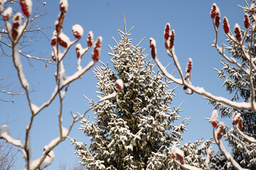 Frost-covered trees stand majestically against a bright blue winter sky, sparkles illuminating the serene landscape. Snow blankets the ground, creating a tranquil atmosphere perfect for the season.