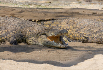 Nile crocodile, one of the most dangerous animals in the world, found in Africa. a powerful...