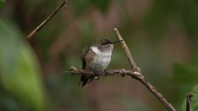 Volcano Hummingbird, Selasphorus flammula, animal in the nature habitat, mountain tropical forest, wildlife from Costa Rica.