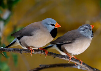 wild bird called the black-throated amadin sitting on a string, a species of bird living in Australia. beautiful colorful animals