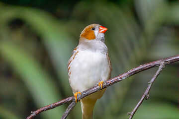 wild bird called Timor zebra finch sitting on a branch. a beautiful exotic, colorful wild bird living in Australia. beautiful blurred background of exotic leaf