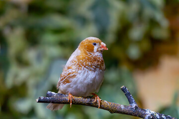 wild bird called Timor zebra finch sitting on a branch. a beautiful exotic, colorful wild bird living in Australia. beautiful blurred background of exotic leaves