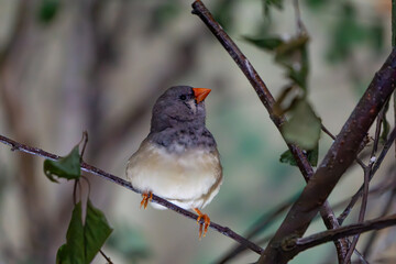 wild bird called Timor zebra finch sitting on a branch. a beautiful exotic, colorful wild bird living in Australia. beautiful blurred background of exotic leafs