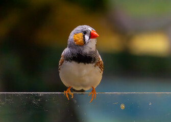 beautiful colorful small Timorese finch bird sitting on a piece of plexiglass. beautiful blurry background. a wild animal from Australia
