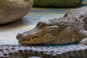 lying alligator, crocodile while resting. a dangerous and aggressive animal with visible teeth.