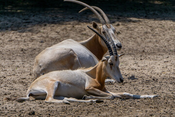sabre-horned oryxes, a wild animal, a rare, endangered species. endangered animal species.