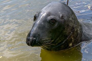 seal, a wild aquatic mammal emerging from the water. aquatic animal