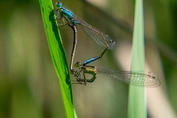 copulation of dragonflies, reproduction of insects on leaves on a macro scale. Spring nature image in deep grass. wild life