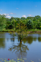 beautiful green tree flooded with water. A tree standing in the middle of a pool in the forest. spring water reservoir against the background of a beautiful blue sky