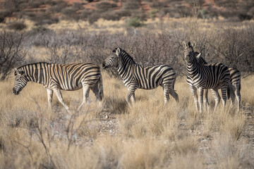 four Zebras in tall grass at Kalahari green desert countryside, near Hoachanas, Namibia