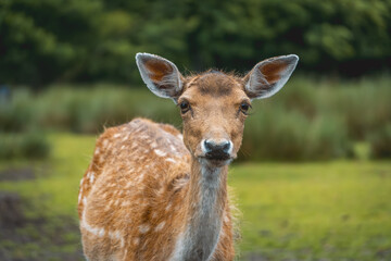 fallow deer, wild animal, mammal, species of the deer family on green grass on a beautiful sunny day in spring. portrait of wild animals in the forest
