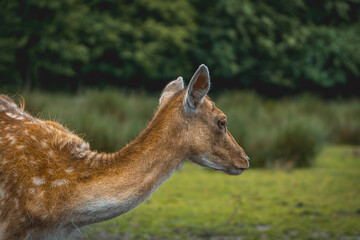 fallow deer, wild animal, mammal, species of the deer family on green grass on a beautiful sunny day in spring. portrait of wild animals in the forest