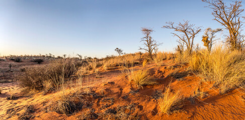 sunset light on sparse shrub vegetation at red sand dune in Kalahari green desert countryside, near Hoachanas, Namibia