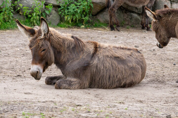 animal donkey lying in the pen