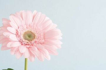 capture macro shot of vibrant spring blooms against neutral background showcasing intricate petal details