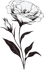 PNG, Hand drawn eustoma sketch, Eschscholzia buds flower, leaf, set of lisianthus flowers vector, illustration outline drawing, botanical black and white line art, lineart leaves and stems