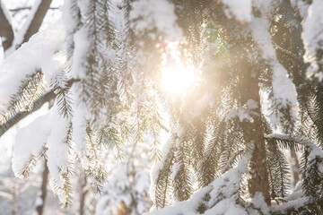 A winter landscape in January reveals glimmering snowflakes clinging to evergreen branches,...