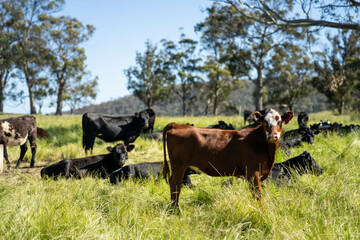 Stud beef cows in a field on a farm in England. English cattle in a meadow grazing on pasture in...