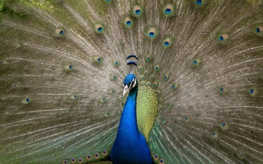Obraz premium A peacock spreading its stunning iridescent feathers in a magnificent display