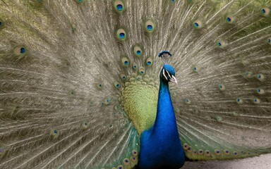 Fototapeta premium A peacock spreading its stunning iridescent feathers in a magnificent display