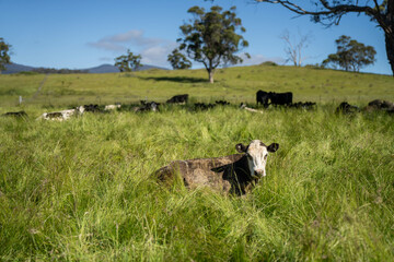 Stud beef cows in a field on a farm in England. English cattle in a meadow grazing on pasture in springtime. Green grass growing in a paddock on a sustainable agricultural ranch business.