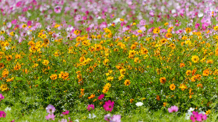 コスモス畑の風景