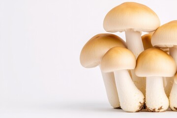 Cluster of fresh mushrooms showcasing smooth caps and delicate s
