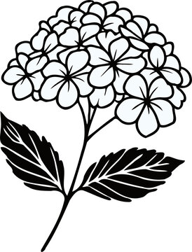 recommend clip art: PNG set of contour spring flowers Geranium, 
                    line art floral drawing, outline leaves, 
                    black and white illustration Hydrangea, 
                    set of decorative elements of plants stylized Rhododendron
