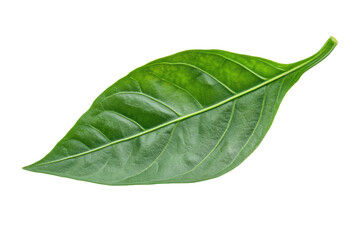 Obraz premium Sweet pepper leaf closeup isolated on transparent or white background, png