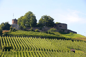 the castle ruins weitertreu in the vineyards of weinsberg in the Heilbronn region, Germany, Europe