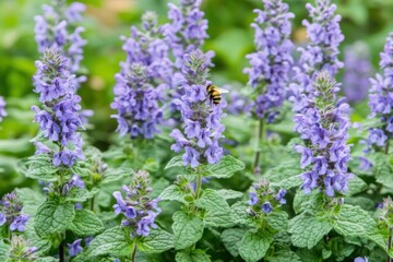 Obraz premium Catmint Flower: Close-up of Blooming Purple Catmint Plant with Bumblebee in Garden