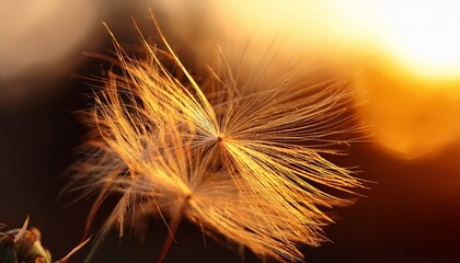 Macro shot of a dandelion seed with delicate filaments, glowing softly in golden light, each individual strand visible in 8K detail.