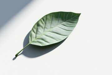 single isolated 3d-rendered leaf on simple monochrome background for focus on texture and detail