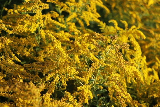 Yellow blooming Goldenrod or Canadian goldenrod plants in a nature reserve