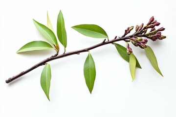 Obraz premium Chinese Pistache Tree Branch with Green Foliage Leaves and Germ Bud