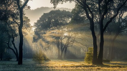 Golden Sunlight Filtering Through a Serene Forest