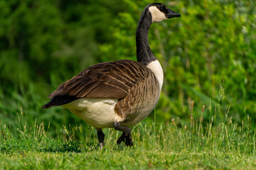wild bird, wild goose Canada goose standing in the green grass near the water reservoir in the countryside