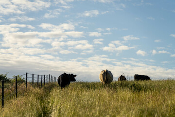 Stud beef angus cows in a field on a farm in England. English cattle in a meadow grazing on pasture...