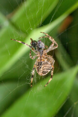 A spider eating a fly on a branch of a tree close up
