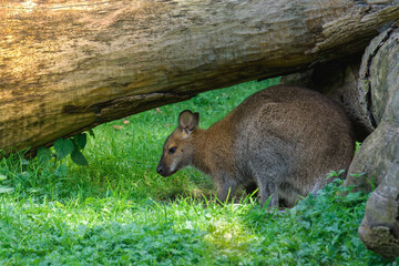 young kangaroo hid under a large tree for safety