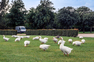 Flock of domestic geese on a green meadow beside a highway